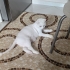 SAKİN YAPILI KEDİMİZE YUVA ARIYORUZ fotoğraf
