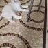 SAKİN YAPILI KEDİMİZE YUVA ARIYORUZ fotoğraf