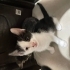 7 YAVRU KARDEŞ YUVALARINI ARIYORLAR fotoğraf