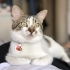 Çok sevimli uysal evde doğup büyüyen çocuk dostu kedi fotoğraf