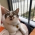 Çok sevimli uysal evde doğup büyüyen çocuk dostu kedi fotoğraf