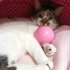 Çok sevimli uysal evde doğup büyüyen çocuk dostu kedi fotoğraf
