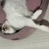 Çok sevimli uysal evde doğup büyüyen çocuk dostu kedi fotoğraf