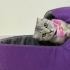 Scottish fold dişi fotoğraf