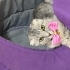 Scottish fold dişi fotoğraf