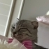 Scottish fold dişi fotoğraf