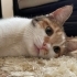 Sokakta Yapamayacak Olan Bu Güzelliğe Acil Geçici/Kalıcı Yuva Aranıyor fotoğraf