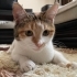 Sokakta Yapamayacak Olan Bu Güzelliğe Acil Geçici/Kalıcı Yuva Aranıyor fotoğraf