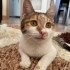 Sokakta Yapamayacak Olan Bu Güzelliğe Acil Geçici/Kalıcı Yuva Aranıyor fotoğraf