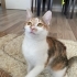 Sokakta Yapamayacak Olan Bu Güzelliğe Acil Geçici/Kalıcı Yuva Aranıyor fotoğraf