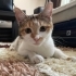 Sokakta Yapamayacak Olan Bu Güzelliğe Acil Geçici/Kalıcı Yuva Aranıyor fotoğraf