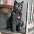 İnsan canlısı sürekli sevgi isteyen uysal duman rengi british kedi fotoğraf