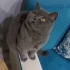 İnsan canlısı sürekli sevgi isteyen uysal duman rengi british kedi fotoğraf