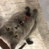İnsan canlısı sürekli sevgi isteyen uysal duman rengi british kedi fotoğraf
