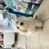 Dişi maltese terrier fotoğraf