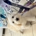 Dişi maltese terrier fotoğraf