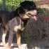 Rottweiler 5 yaş, erkek, kısır, aşılı, sevecen fotoğraf