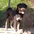 Rottweiler 5 yaş, erkek, kısır, aşılı, sevecen fotoğraf