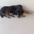 Rottweiler 5 yaş, erkek, kısır, aşılı, sevecen fotoğraf