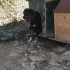 Rottweiler 5 yaş, erkek, kısır, aşılı, sevecen fotoğraf