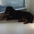 Rottweiler 5 yaş, erkek, kısır, aşılı, sevecen fotoğraf