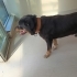 Rottweiler 5 yaş, erkek, kısır, aşılı, sevecen fotoğraf