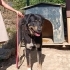 Rottweiler 5 yaş, erkek, kısır, aşılı, sevecen fotoğraf