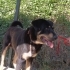 Rottweiler 5 yaş, erkek, kısır, aşılı, sevecen fotoğraf