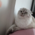 Çip li ve çipi devir edilecek, Çok titiz, mavi gözlü ve çok oyuncul kucak sever fotoğraf
