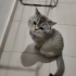 Çok oyuncu ömürlük yuva lütfen yoksa barınaga gıdecek fotoğraf