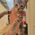 2 AYLIK GRİ BEBEK ÖMÜRLÜK YUVASINI ARIYOR fotoğraf