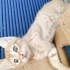 2 AYLIK KÜÇÜK ŞAPŞAL BEBEK ÖMÜRLÜK EVİNİ ARIYOR fotoğraf