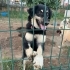 Fıstık çocuğumuza ömürlük yuva. 6 aylık Avustralya çoban köpeği fotoğraf