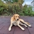 Labrador golden melezi kısır ve çipli aşıları tam ömürlük yuva fotoğraf