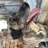 ACİL İLAN KANGAL KIRMASI İSMİ ZEUS fotoğraf