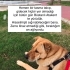Chow chow melezi kızımıza acil yuva arıyoruz fotoğraf