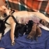 Chow chow melezi kızımıza acil yuva arıyoruz fotoğraf