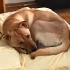 Chow chow melezi kızımıza acil yuva arıyoruz fotoğraf
