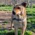 Chow chow melezi kızımıza acil yuva arıyoruz fotoğraf
