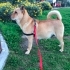 Chow chow melezi kızımıza acil yuva arıyoruz fotoğraf