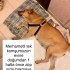 Chow chow melezi kızımıza acil yuva arıyoruz fotoğraf