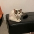 Sokak Bilmeyen Bu Güzelliğe Acil Geçici/Kalıcı Yuva Aranıyor fotoğraf
