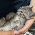 Tatlis kedi limaa fotoğraf
