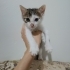 Patilerini tabağa sokmadan mama yiyemeyen minik kedi fotoğraf