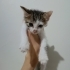 Patilerini tabağa sokmadan mama yiyemeyen minik kedi fotoğraf