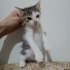 Patilerini tabağa sokmadan mama yiyemeyen minik kedi fotoğraf