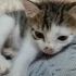 Patilerini tabağa sokmadan mama yiyemeyen minik kedi fotoğraf