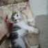Patilerini tabağa sokmadan mama yiyemeyen minik kedi fotoğraf