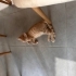 Ömürlük Yuva arayan sevimli kediler fotoğraf