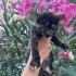 Bereket kedisi Tortoiseshell Zeyna iç dış parazitleri karma aşısı yapıldı fotoğraf